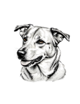 Dog Drawing Clipart Png