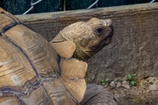 Turtle In Zoo Photograph