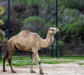 Camel Photograph