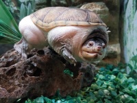 Soft Shelled Musk Turtle