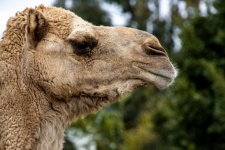 Photograph Of A Camel