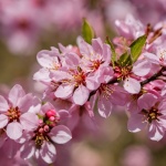 Cherry Blossom Branch Tree