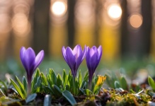 Purple Crocus Flowers Spring