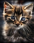 Cute Kitten Cat Animal