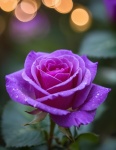 Purple Rose Flower Blossom