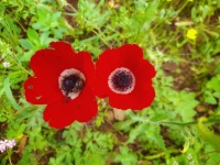Red Anemone Flowers In Green Field