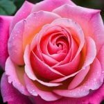 Pink Rose Flower Blossom