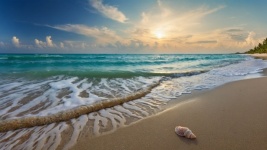 Seashell On The Sunset Beach