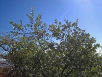 Silver Oak Leaf Tree Against Sky