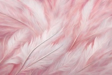 Smooth Pink Feather Background