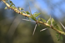 Thorns On Branch