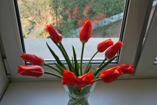 Tulips In A Vase On A Window Sill