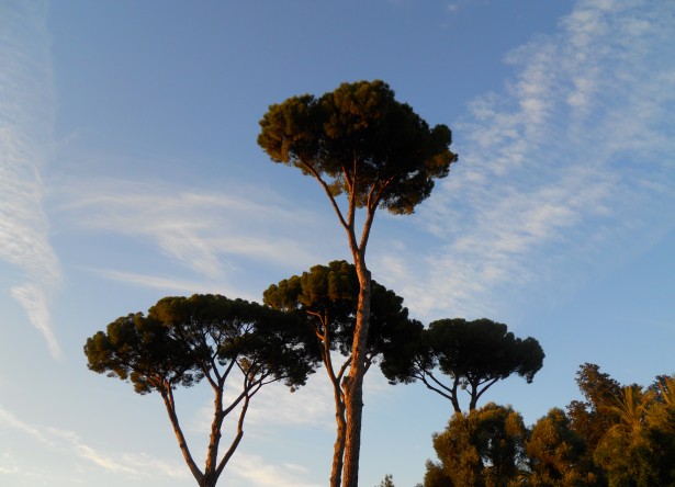 Copaci în Roma Poza gratuite - Public Domain Pictures