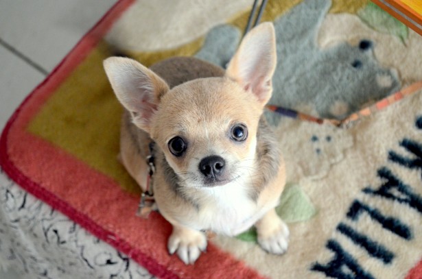 Chihuahua Stock de Foto gratis - Public Domain Pictures