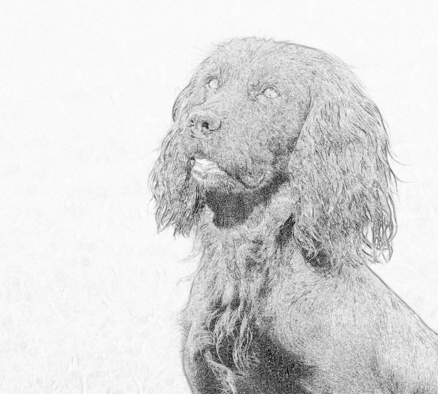 Portret Ilustrație câine Poza gratuite - Public Domain Pictures
