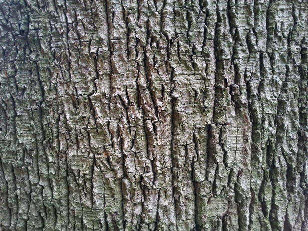 Tapet vechi scoarta de copac, tropical Poza gratuite - Public Domain  Pictures