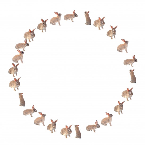 free photo latest frame Pictures Stock Photo Free Circle Public Rabbit Domain