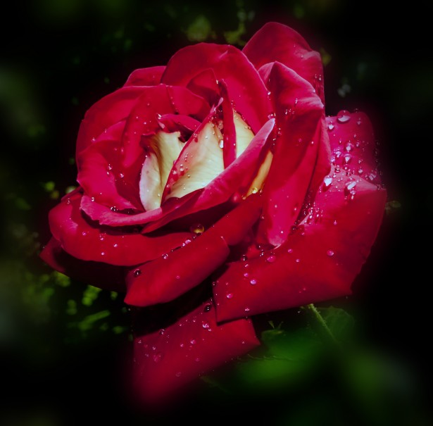 Red Rose With Water Drops Free Stock Photo - Public Domain Pictures