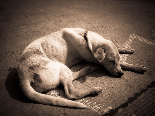 Street Dog Free Stock Photo - Public Domain Pictures