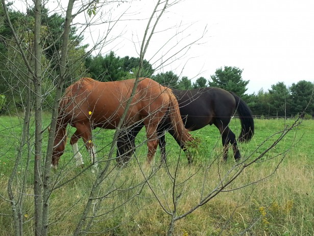 Two Horses In The Pasture Free Stock Photo - Public Domain Pictures