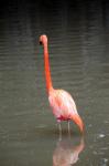 A Single Flamingo In Bird Park