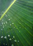 Banana Leaf Surface After Rain