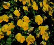 Bed Of Yellow Pansies