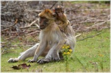 Barbary Macaque 3
