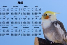 Bird, 2014 Calendar