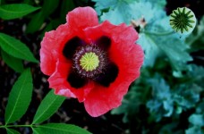 Blooming Red Poppy