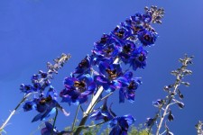 Blue Flowers