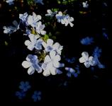 Bluebush Flowers