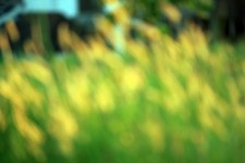 Blurry Grass Background