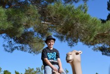 Camel Toy Animal Park Child Boy