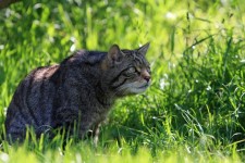 Cat Hunting In Grass