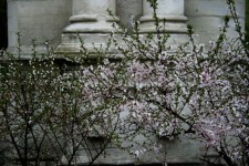 Cathedral Pillars And Blossoms