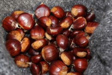 Chestnuts Gathered In Woods