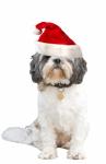 Christmas Dog Santa Hat