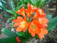 Clivia Flower