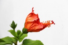 Closed Hibiscus Flower