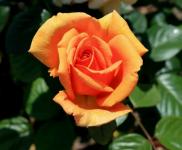 Color Of Sunset Rose