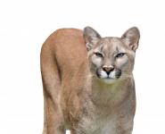Cougar Isolated White Background