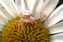 Crab Spider On Flower