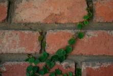 Creeper Clinging To The Wall