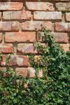 Creeper On Brick Wall