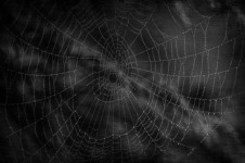 Dark Cobweb