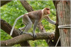 The Proboscis Monkey 5