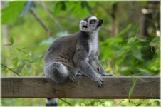 The Ring-tailed Lemur 2