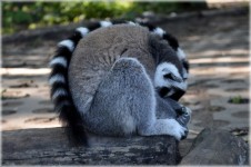 The Ring-tailed Lemur 8