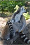 The Ring-tailed Lemur 9